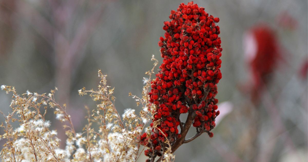 The Enigmatic World of Sumac: A Journey Through Time and Taste